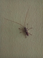 Olenecamptus bilobus