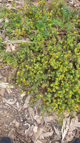 Image of Three-Nerved Bush-Pea (Pultenaea trinervis) by (c) Rosalie Lawrence, some rights reserved (CC BY)