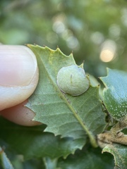 Paracraspis guadaloupensis