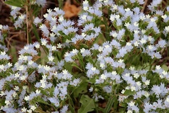 Limonium lobatum
