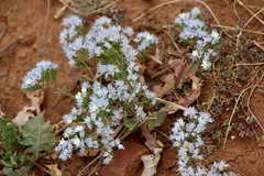 Limonium lobatum