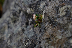 Erica petiolaris