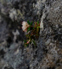 Erica petiolaris