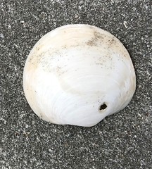 Zemysina globularis
