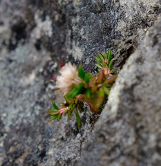 Erica petiolaris