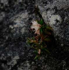 Erica petiolaris