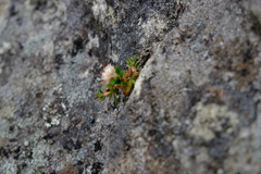 Erica petiolaris