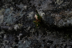 Erica petiolaris
