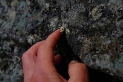Erica petiolaris