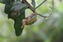 Delias pasithoe