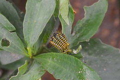 Delias pasithoe