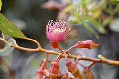 Eucalyptus torquata