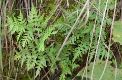 Cheiloplecton rigidum