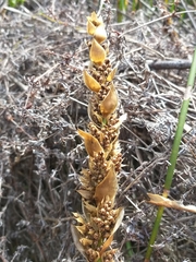 Elegia fistulosa