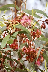 Eucalyptus torquata