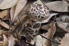 Strobilomyces latirimosus