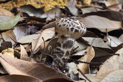 Strobilomyces latirimosus