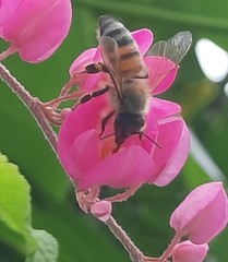 Apis mellifera