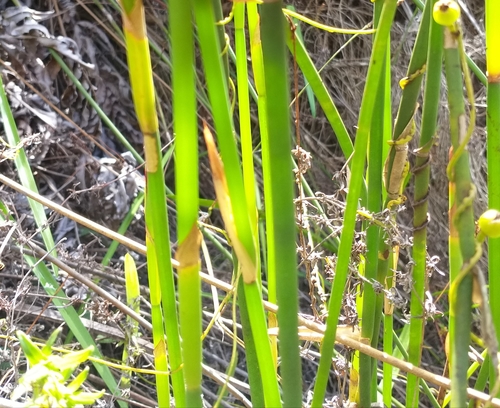 Image of Elegia fistulosa by (c) kevin koen, some rights reserved (CC BY-SA)