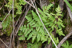 Cheiloplecton rigidum