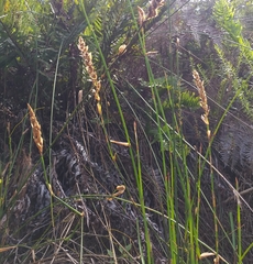 Elegia fistulosa