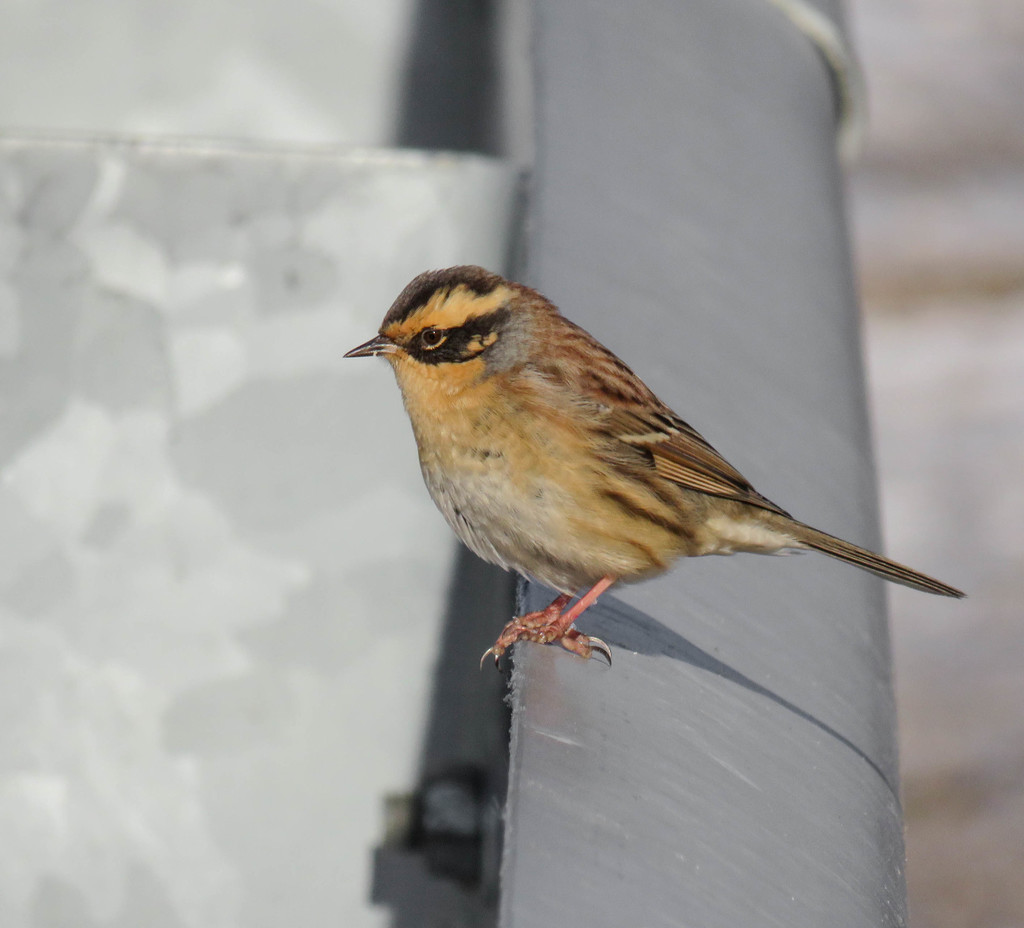 Siberian Accentor
