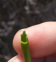 Elegia fistulosa