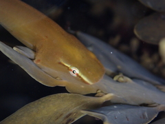 Haplocylix littoreus