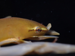 Haplocylix littoreus