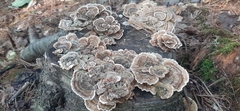 Trametes versicolor image
