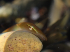 Haplocylix littoreus