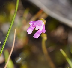 Stylidium ecorne
