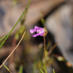 Stylidium ecorne