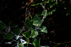 Senecio verbascifolius