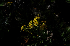 Senecio verbascifolius