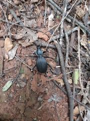 Tefflus meyerlei delegorguei