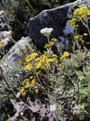 Senecio verbascifolius