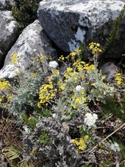 Senecio verbascifolius