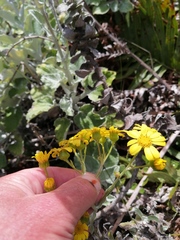 Senecio verbascifolius