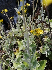 Senecio verbascifolius
