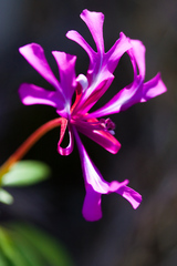 Clarkia concinna