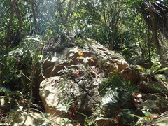 Microsorum vieillardii