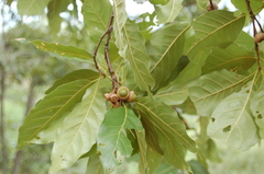 Quercus acutifolia