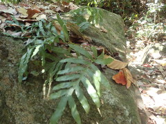 Microsorum vieillardii