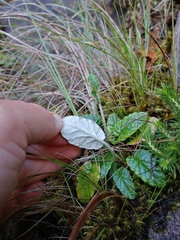 Hermas capitata