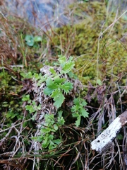 Osmitopsis dentata