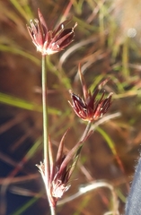 Juncus supiniformis