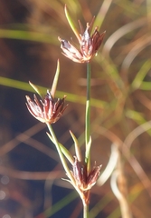 Juncus supiniformis