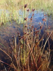 Juncus supiniformis