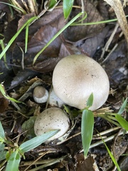 Tricholomataceae